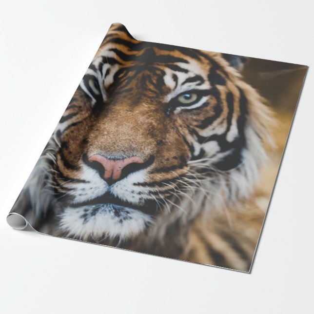 PHOTO OF TIGER'S ANSIKTE PRESENTPAPPER (Utrullad)