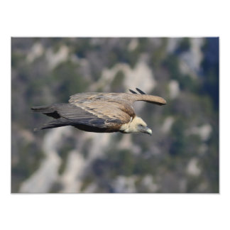 Photo/poster du vautour fauve  fototryck