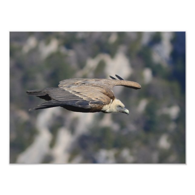 Photo/poster du vautour fauve  fototryck (Framsidan)