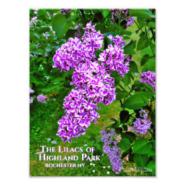 Photo Print (Exakt Storlek) - Lila Lilacs Highland Fototryck