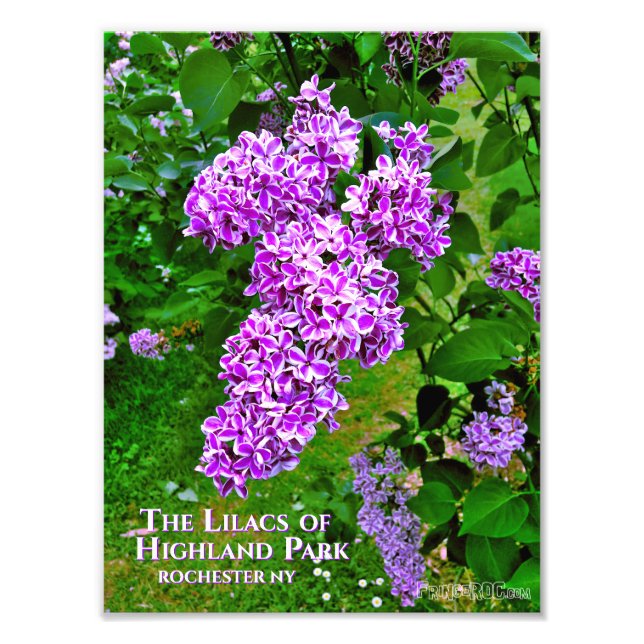 Photo Print (Exakt Storlek) - Lila Lilacs Highland Fototryck (Framsidan)