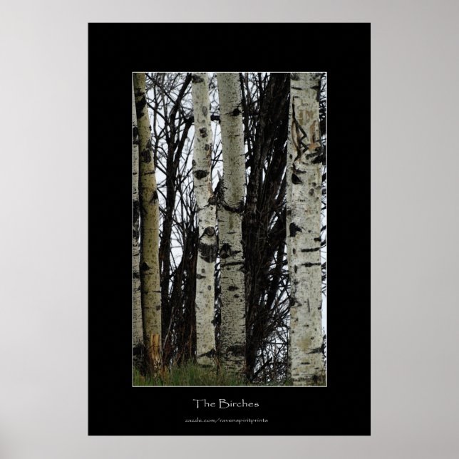 Photo Print för Birch Träd Wilderness Forest Poster (Framsidan)