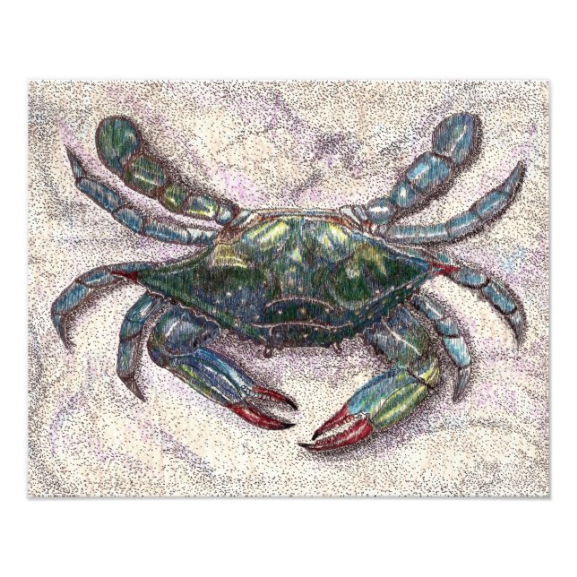 Photo Print för Chesapeake Bay Blue Crab Fototryck (Framsidan)