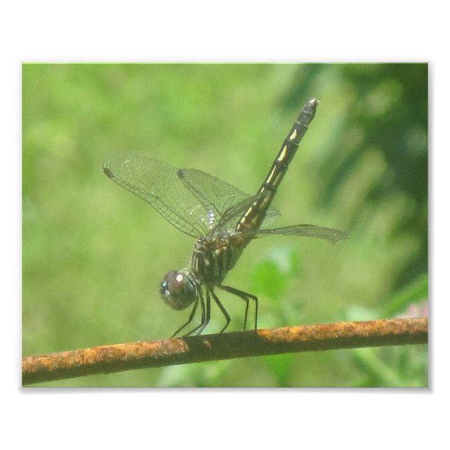 Photo Print för Dragonfly Handstand Fototryck (Framsidan)