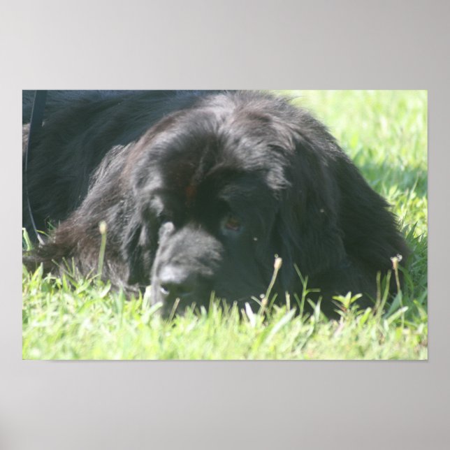 Photo Print för Newfoundland Hund Poster (Framsidan)