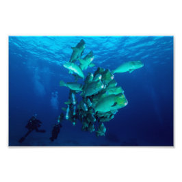 Photo Print för "School of Bumphead Parrot Fish" Fototryck
