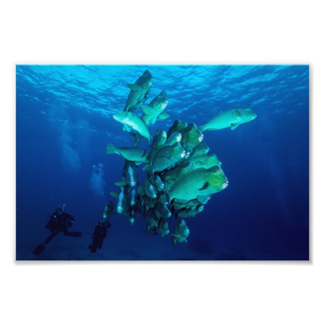 Photo Print för "School of Bumphead Parrot Fish" Fototryck (Framsidan)