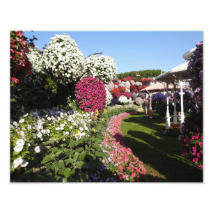 Photo Print med Petunias Fototryck