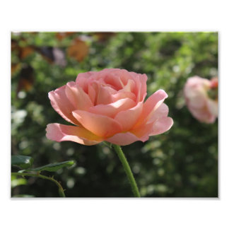 Photo Print of Abraham Darby Ro Fototryck