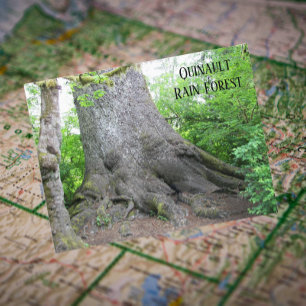 Photo Quinault Rain Forest Travel Vykort