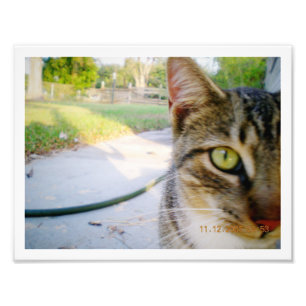 Photo Un-Named Tabby katt ’Bröllop’ Fototryck