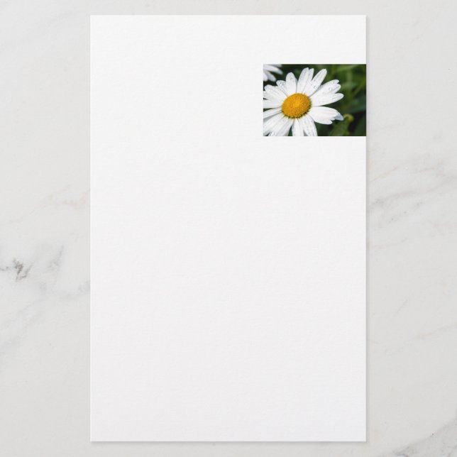 photo, une margueritte, font vert brevpapper (Framsida)