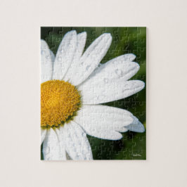 photo, une margueritte, font vert pussel