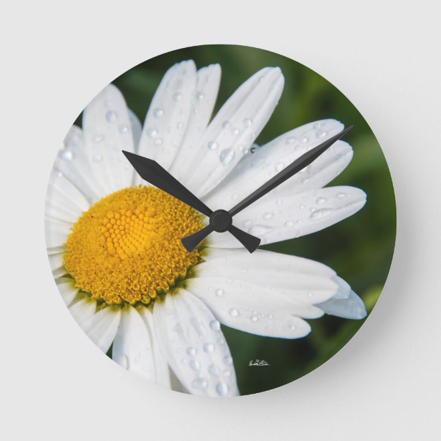 photo, une margueritte, font vert rund klocka (Framsida)