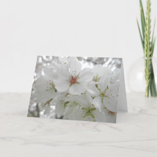 Photo White Cherry Blommars Photo Kort