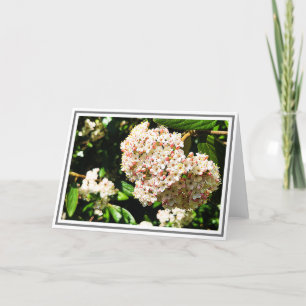 Photo White Viburnum Rosa Buds and Grönt Foliage Kort