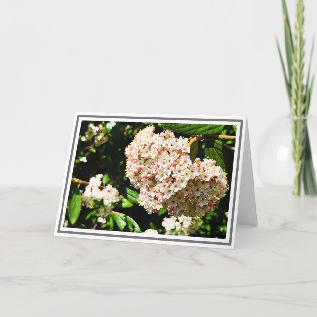 Photo White Viburnum Rosa Buds and Grönt Foliage Kort (Framsida)