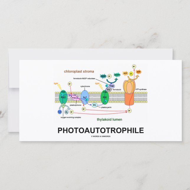 Photoautotrofil Photosyntes (Framsida)