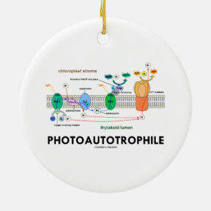 Photoautotrophile Photosynthesis Julgransprydnad Keramik