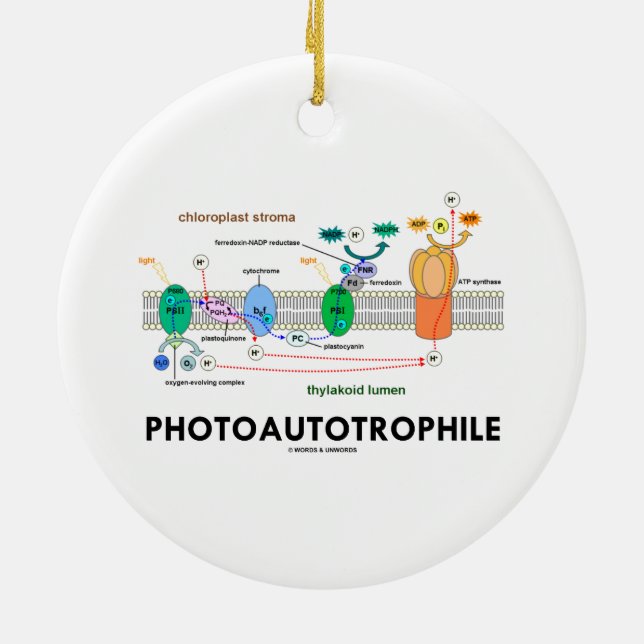 Photoautotrophile Photosynthesis Julgransprydnad Keramik (Baksidan)