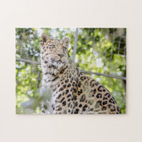 Photograph Bevacker Amur Leopard Greenery