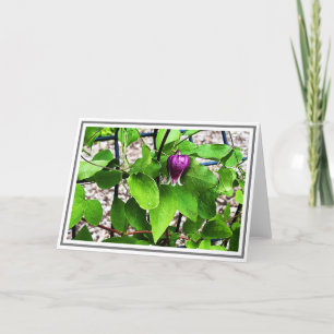 Photograph Close-up Lila Clematis Grönt Foliage Kort