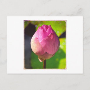 PHOTOGRAPH POSTCARD "BUDDING LOTUS" VYKORT