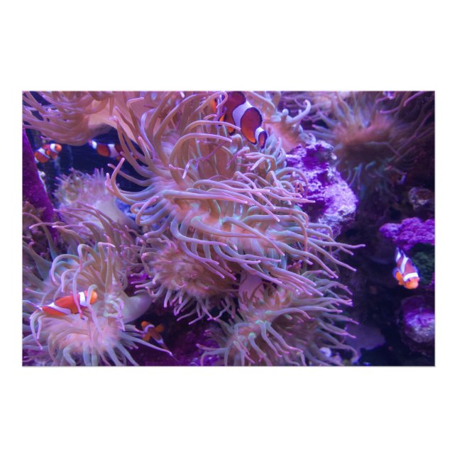 Photograph #Y008 on EXTRA LARGE Poster (Framsidan)