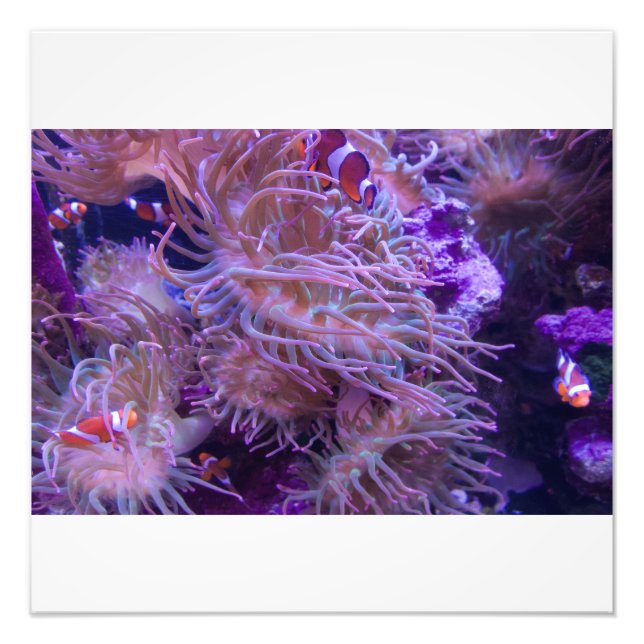 Photograph #Y008 on LARGE Photograph Fototryck (Framsidan)