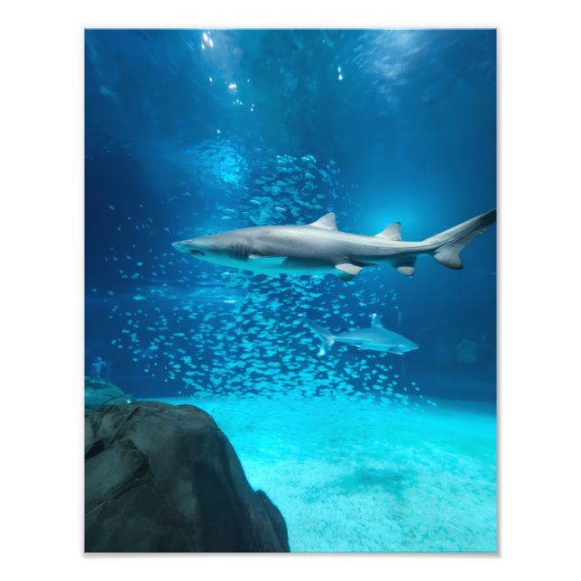 Photograph #Y043 on MEDIUM SIZE Poster (Framsidan)