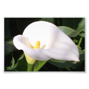 Photographic Print Cala Lily Fototryck
