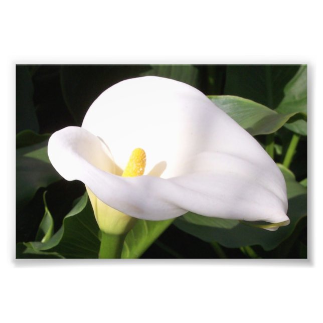 Photographic Print Cala Lily Fototryck (Framsidan)