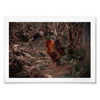 Photographie Coq - Uekani - 17,7x12,7 cm Fototryck