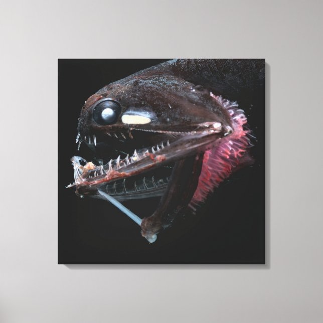 Photostomias Guernei Canvastryck (Framsida)