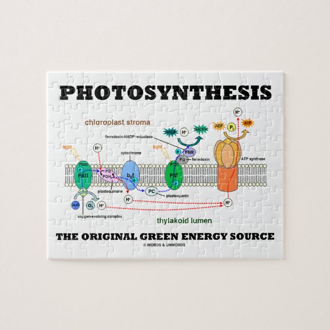 Photosynthesis den original- gröna energikällan pussel (Horisontell)