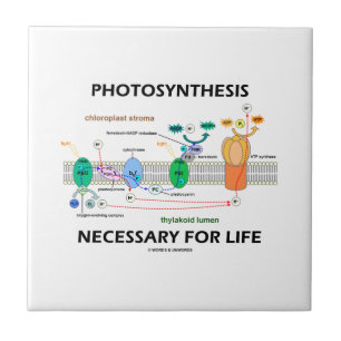 Photosynthesis som är nödvändig för kakelplatta