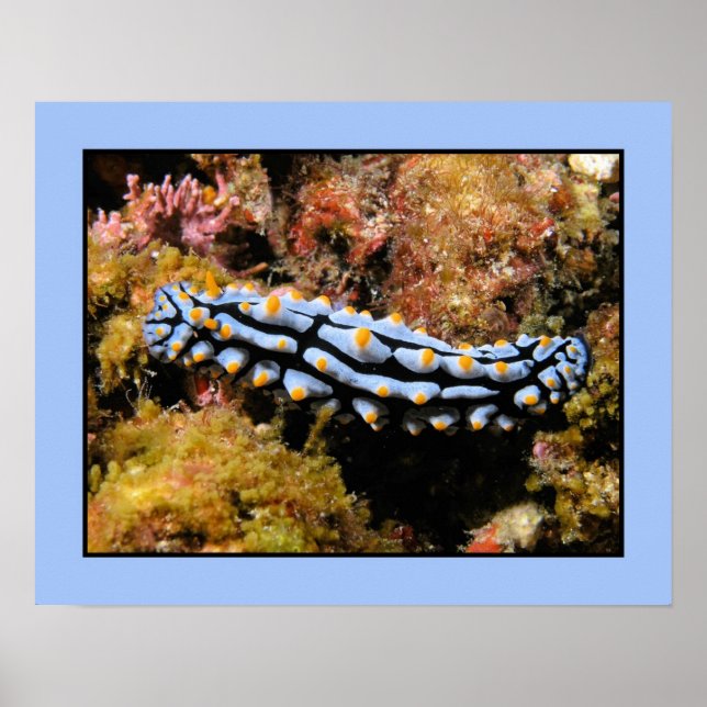 Phyllidia varicosa poster (Framsidan)