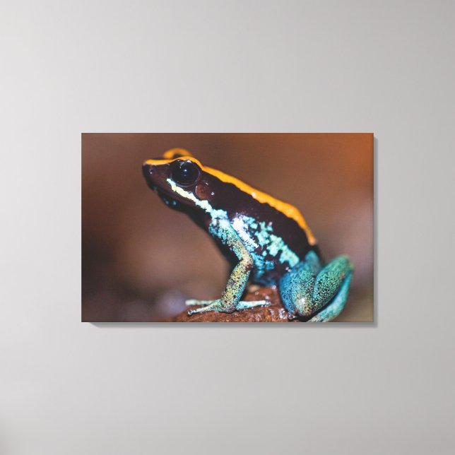 Phyllobates vittatus, en giftpilsgroda canvastryck (Framsida)
