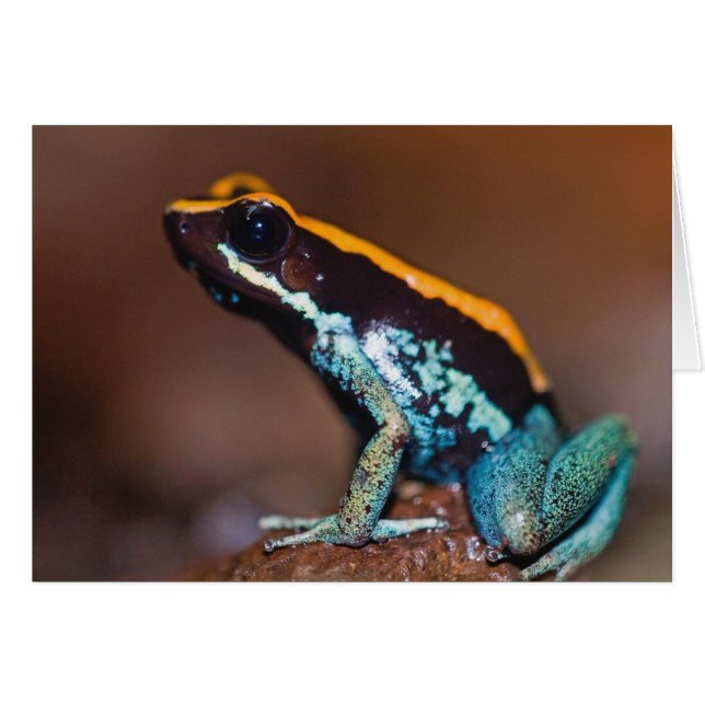 Phyllobates vittatus, en giftpilsgroda hälsningskort (Framsidan Horizontal)