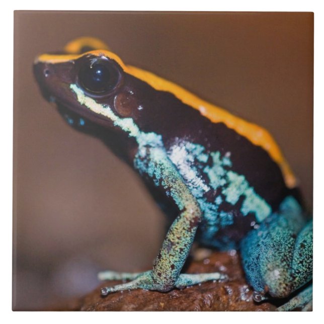 Phyllobates vittatus, en giftpilsgroda kakelplatta (Framsidan)