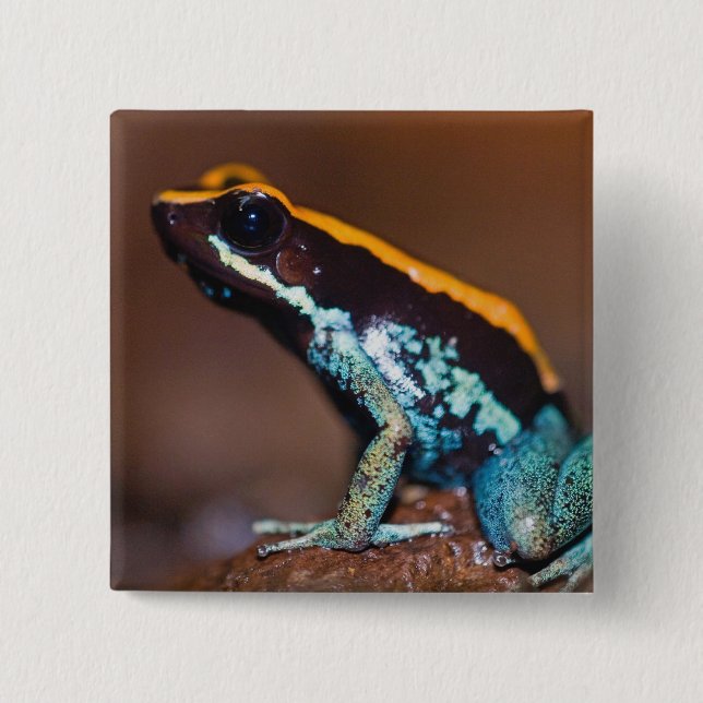 Phyllobates vittatus, en giftpilsgroda knapp (Framsida)