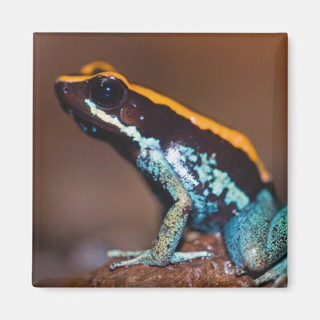 Phyllobates vittatus, en giftpilsgroda magnet (Framsidan)