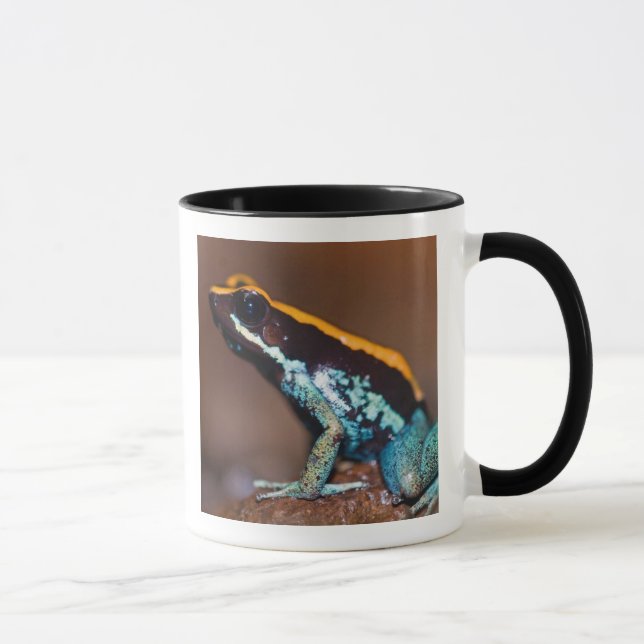 Phyllobates vittatus, en giftpilsgroda mugg (Höger)