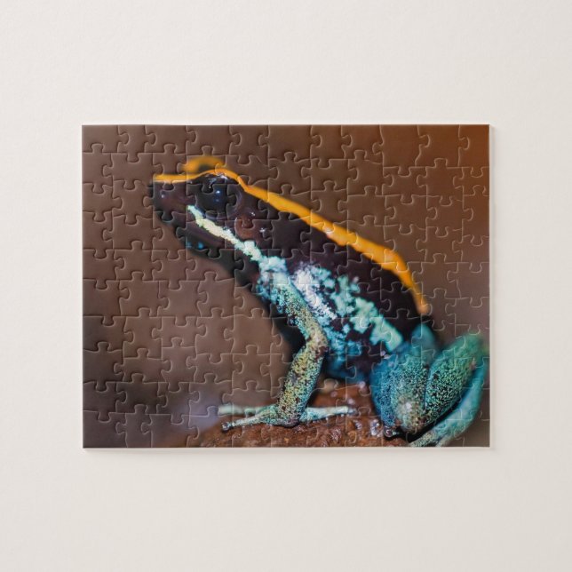 Phyllobates vittatus, en giftpilsgroda pussel (Horisontell)