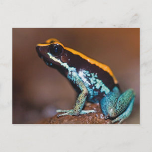 Phyllobates vittatus, en giftpilsgroda vykort
