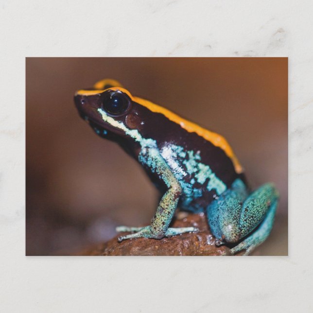 Phyllobates vittatus, en giftpilsgroda vykort (Framsida)