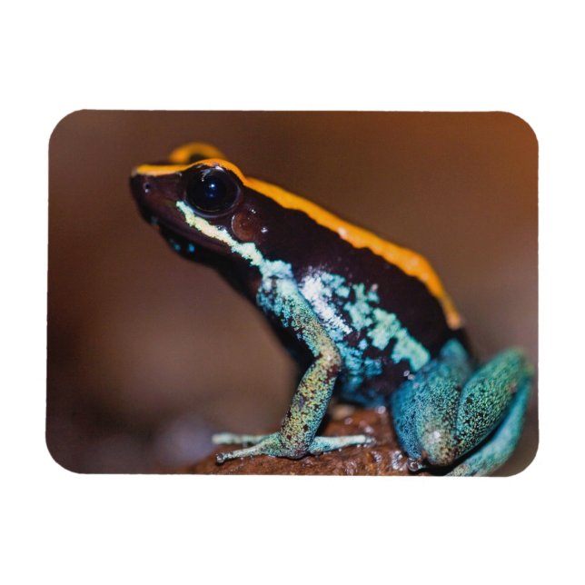 Phyllobates vittatus, en giftpipgroda magnet (Horisontell)