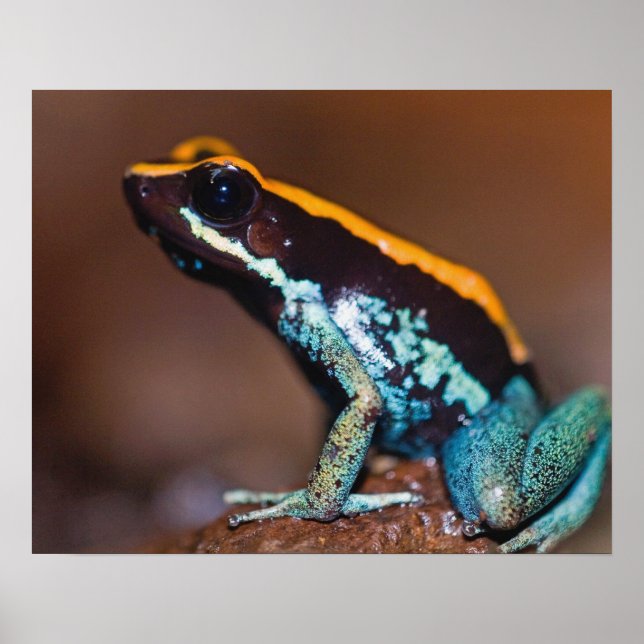 Phyllobates vittatus, en giftpipgroda poster (Framsidan)