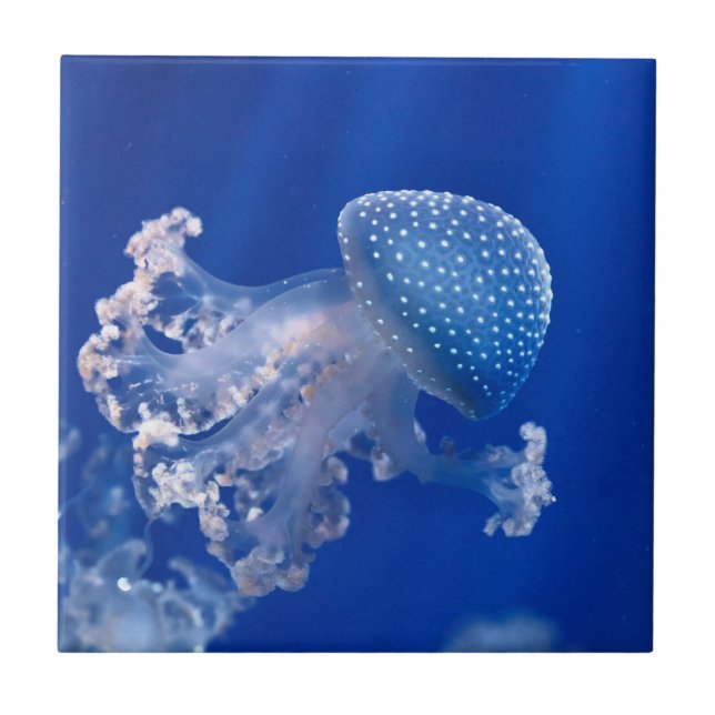 Phyllorhiza Punctata Kakelplatta (Framsidan)