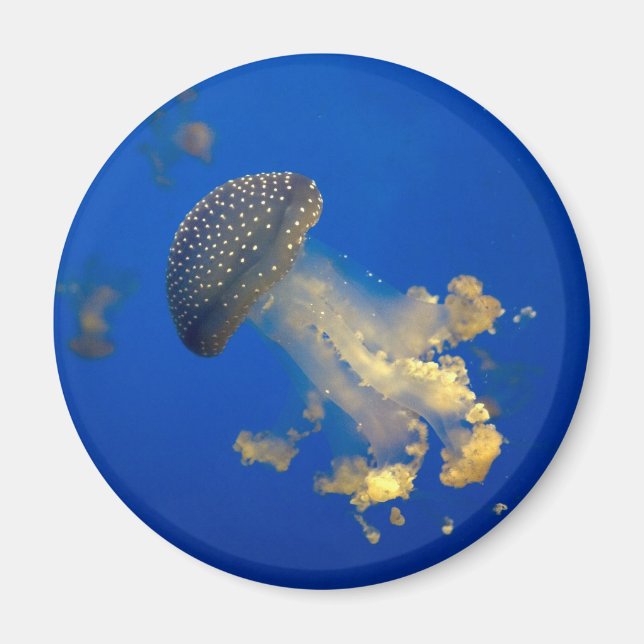 Phyllorhiza punctata magnet (Framsidan)